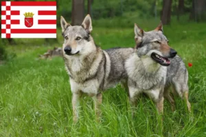 Read more about the article Czechoslovakian Wolfdog breeder and puppies in Bremen