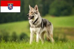 Read more about the article Czechoslovakian Wolfdog breeders and puppies in Hesse