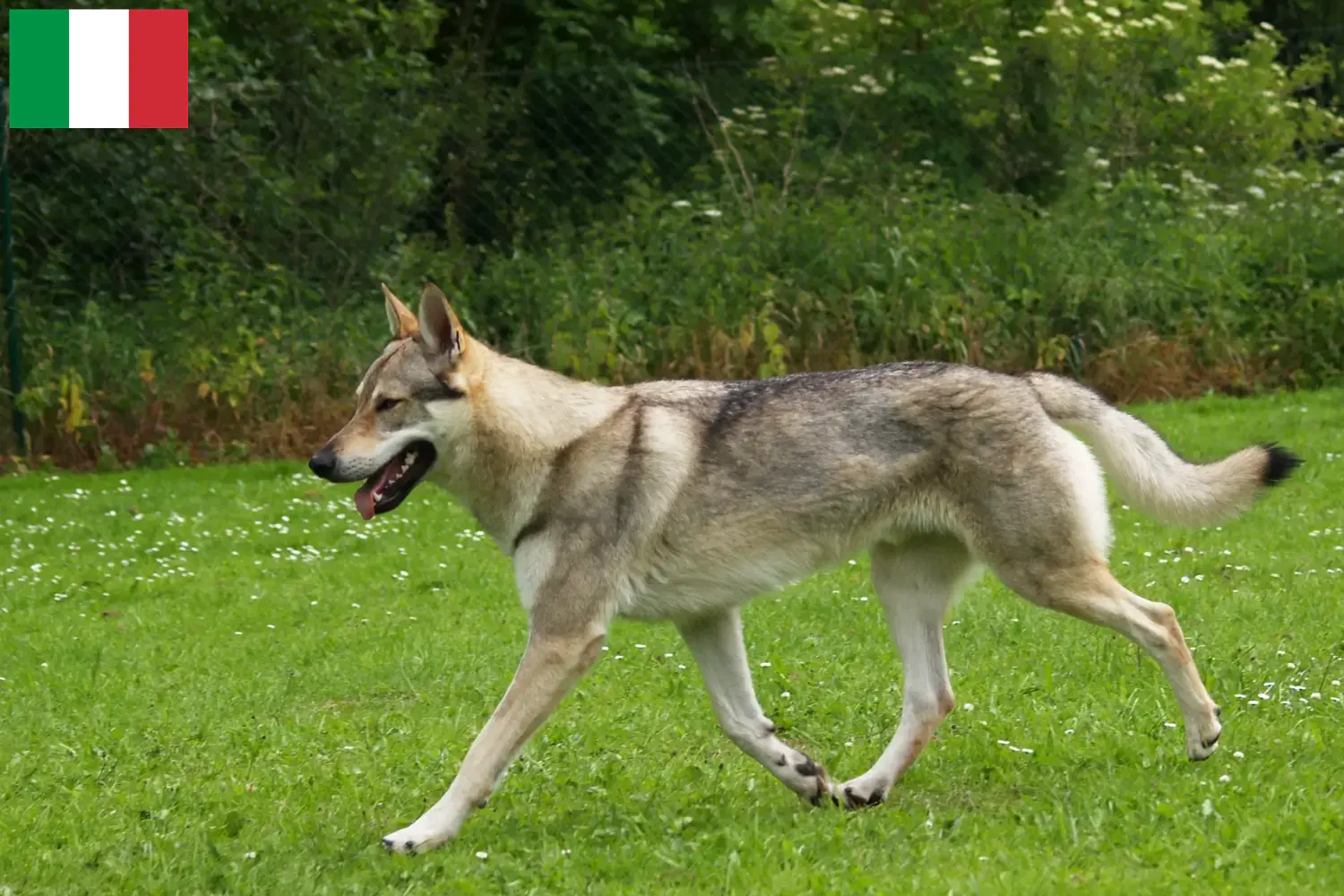 Read more about the article Czechoslovakian Wolfdog breeders and puppies in Italy