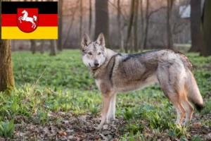 Read more about the article Czechoslovakian Wolfdog breeder and puppies in Lower Saxony