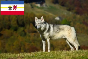 Read more about the article Czechoslovakian Wolfdog breeders and puppies in Mecklenburg-Vorpommern