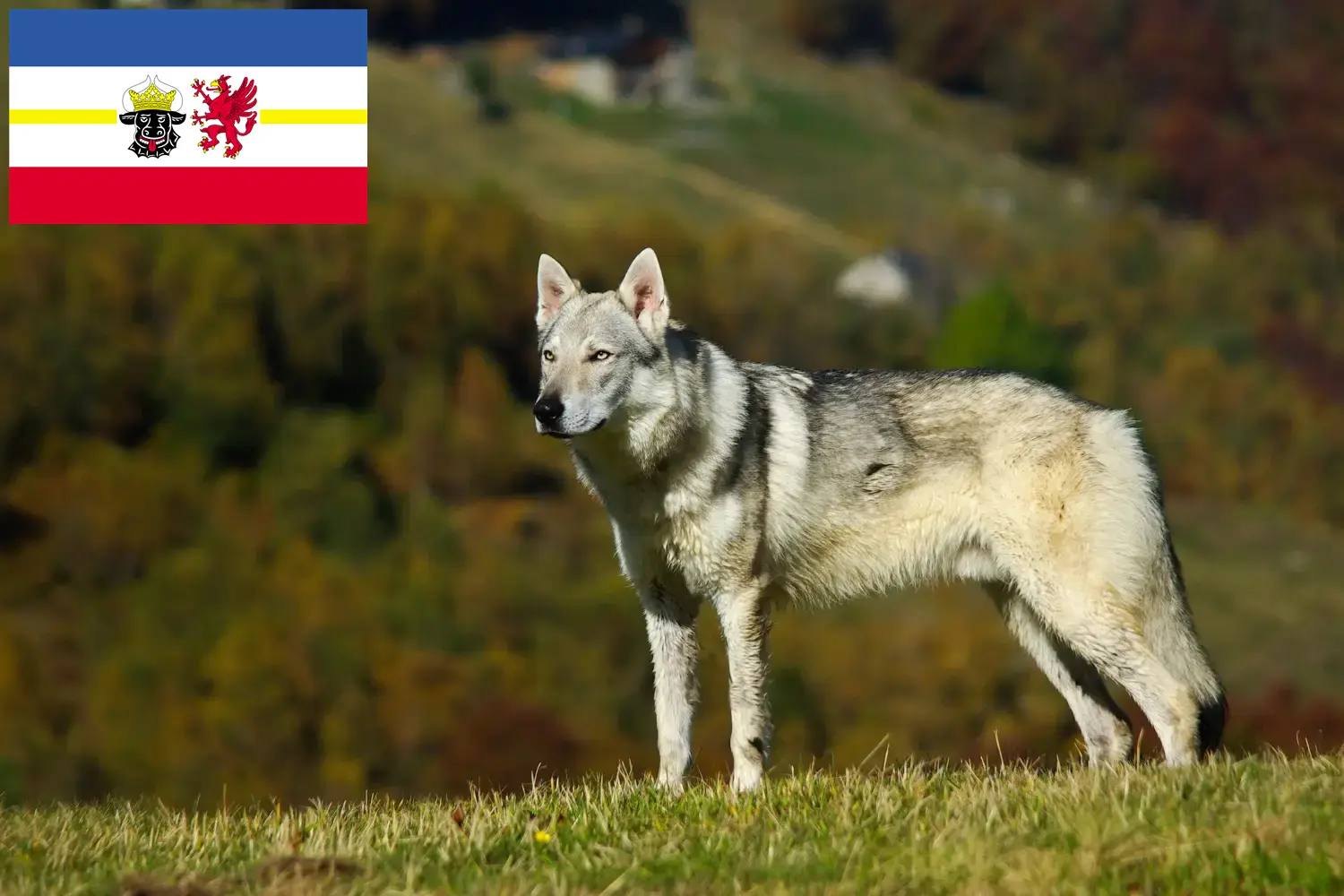 Read more about the article Czechoslovakian Wolfdog breeders and puppies in Mecklenburg-Vorpommern