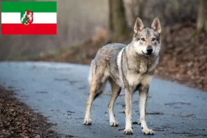 Read more about the article Czechoslovakian Wolfdog breeders and puppies in North Rhine-Westphalia