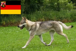 Read more about the article Czechoslovakian Wolfdog breeders and puppies in Rhineland-Palatinate