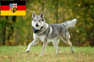 Read more about the article Czechoslovakian Wolfdog breeder and puppies in Saarland