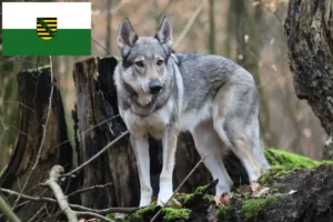 Read more about the article Czechoslovakian Wolfdog Breeder and Puppies in Saxony