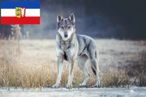 Read more about the article Czechoslovakian Wolfdog Breeder and Puppies in Schleswig-Holstein