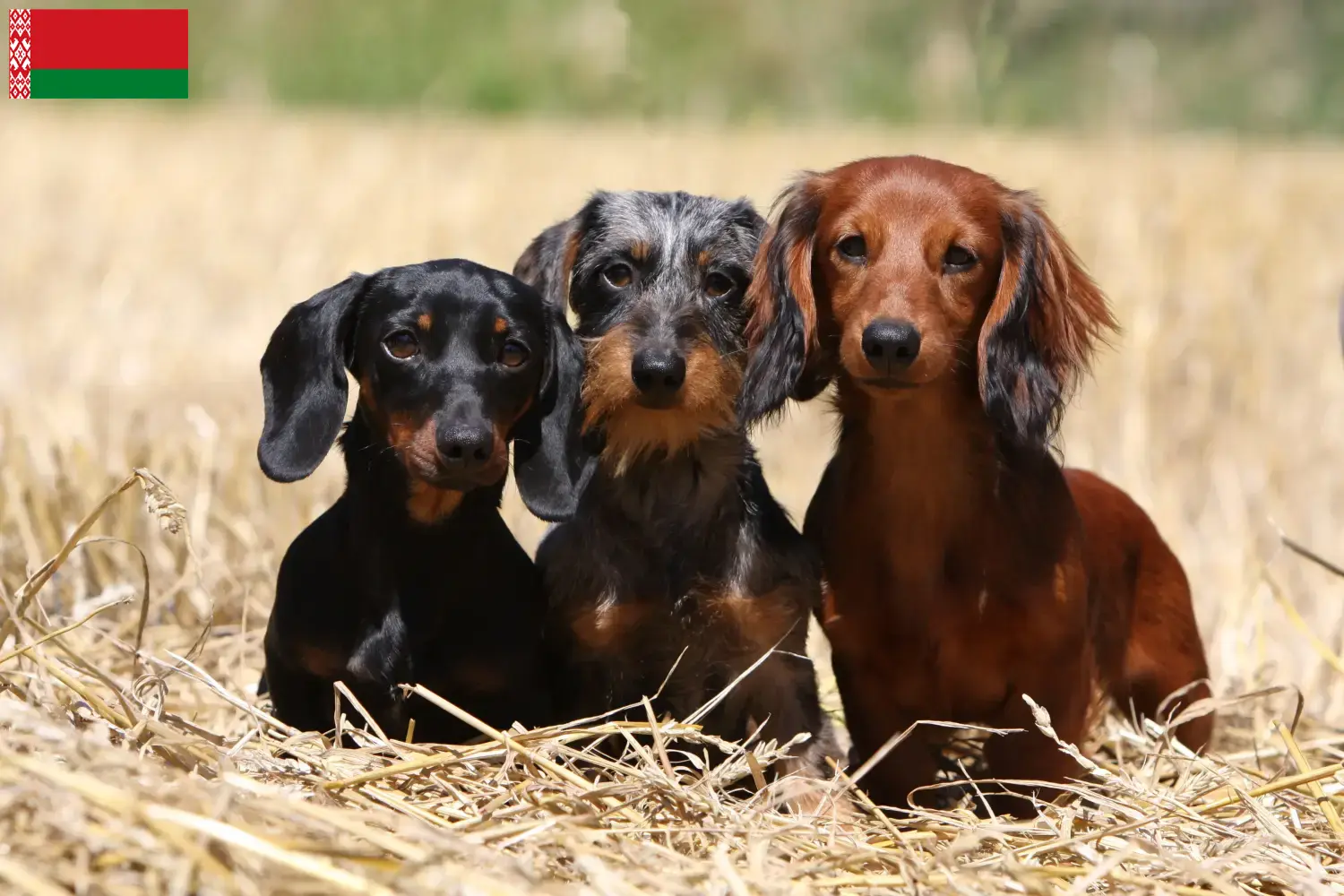 Read more about the article Dachshund breeders and puppies in Belarus