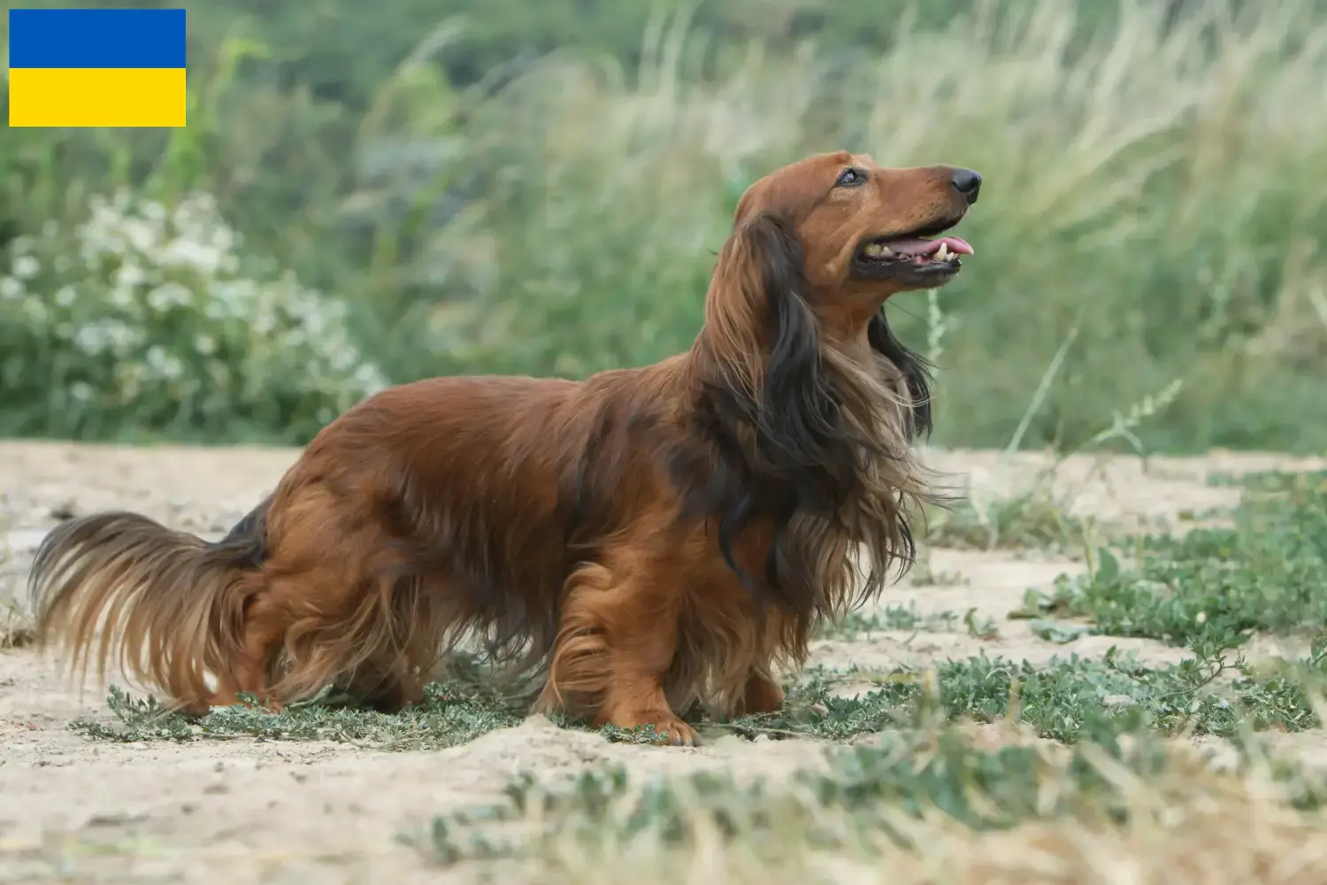 Read more about the article Dachshund breeders and puppies in Ukraine