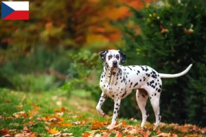 Read more about the article Dalmatian breeders and puppies in the Czech Republic