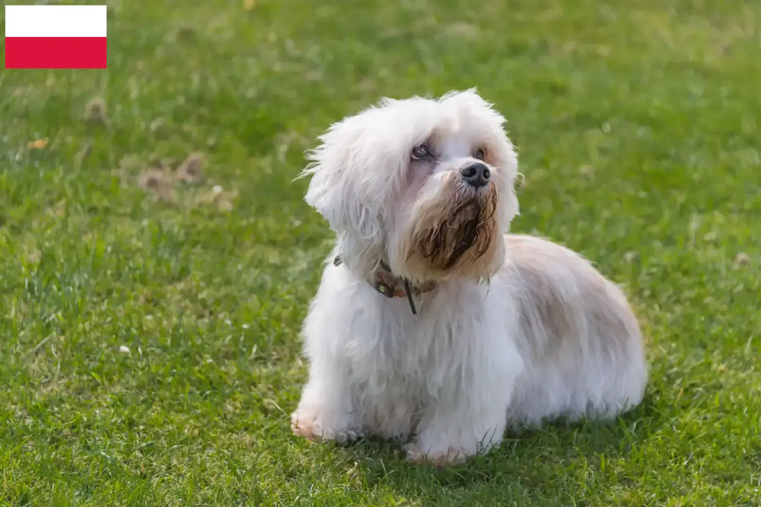 Read more about the article Dandie Dinmont Terrier breeders and puppies in Poland