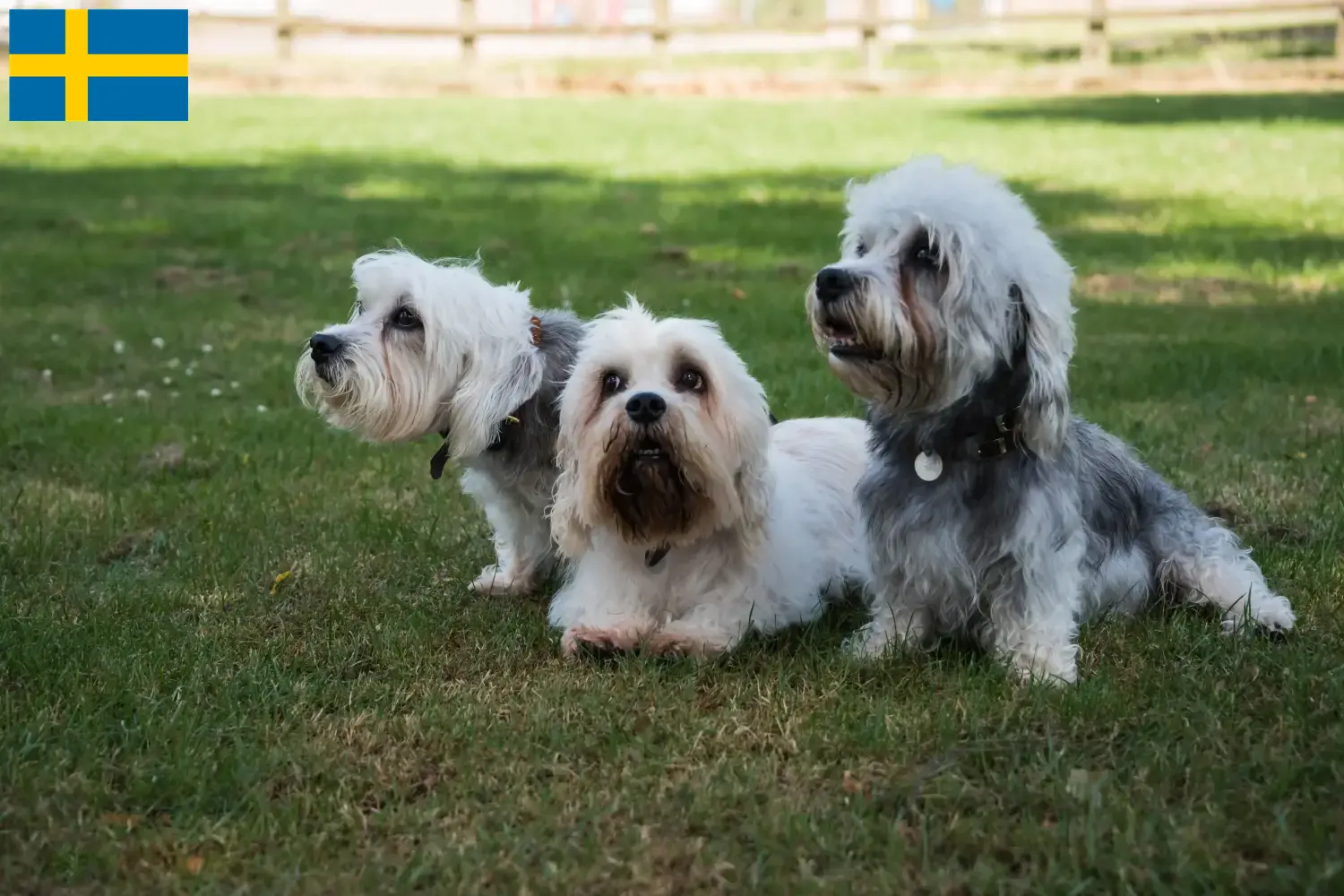 Read more about the article Dandie Dinmont Terrier breeders and puppies in Sweden