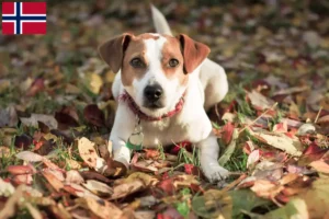 Read more about the article Danish-Swedish Farmdog breeders and puppies in Norway