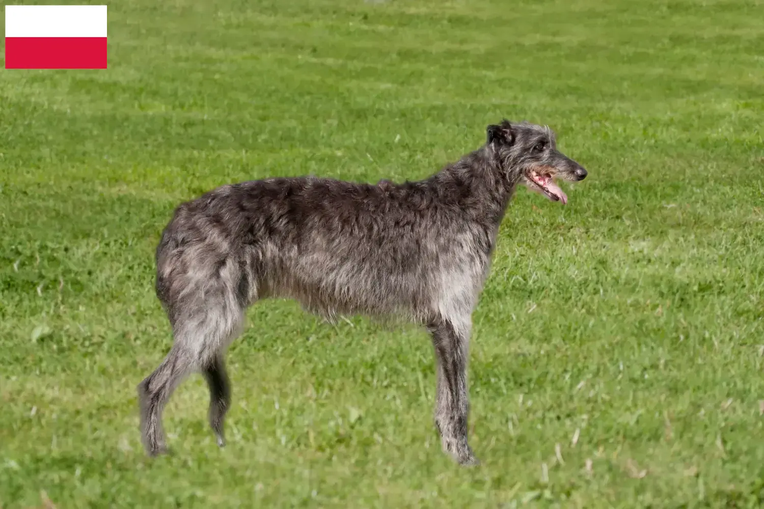 Read more about the article Deerhound breeders and puppies in Poland