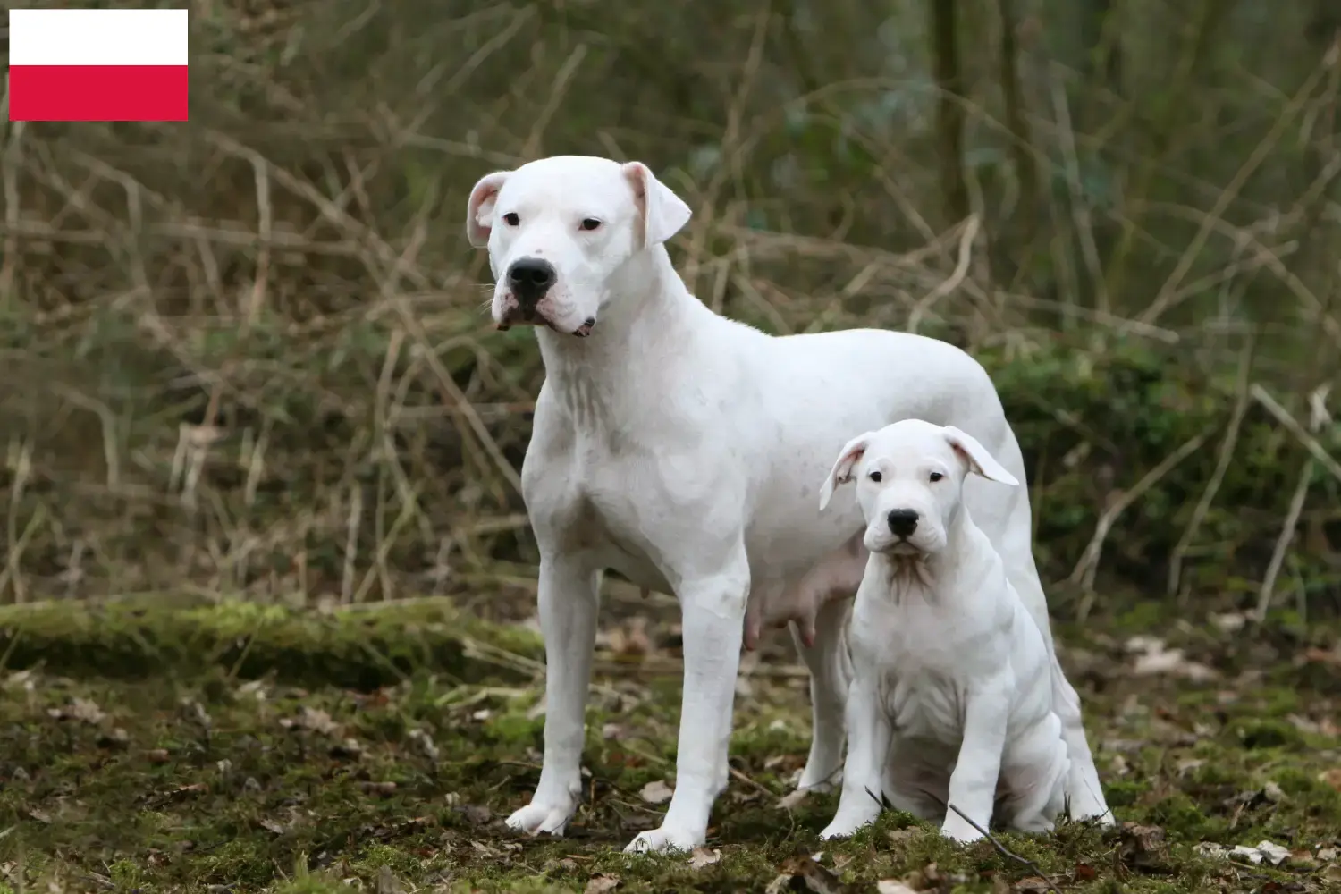 Read more about the article Dogo Argentino breeders and puppies in Poland