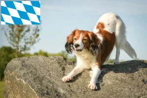 Read more about the article Dutch Kooikerhondje breeders and puppies in Bavaria