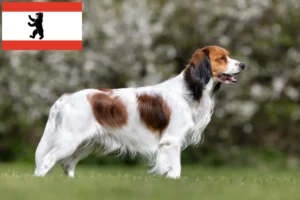 Read more about the article Dutch Kooikerhondje breeders and puppies in Berlin