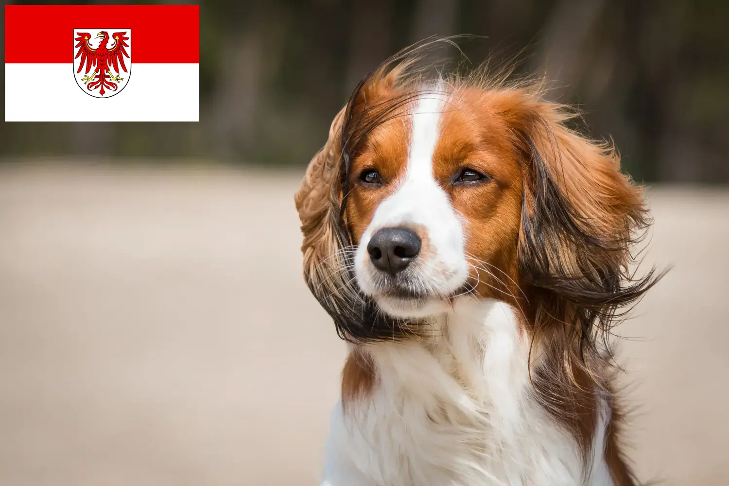 Read more about the article Dutch Kooikerhondje breeders and puppies in Brandenburg