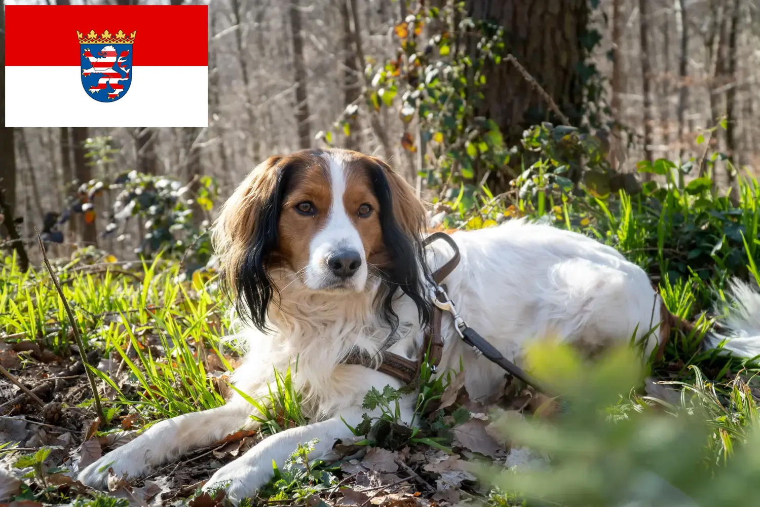 Read more about the article Dutch Kooikerhondje breeders and puppies in Hessen