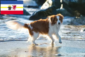 Read more about the article Dutch Kooikerhondje breeders and puppies in Mecklenburg-Vorpommern