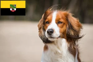 Read more about the article Dutch Kooikerhondje breeders and puppies in Saxony-Anhalt