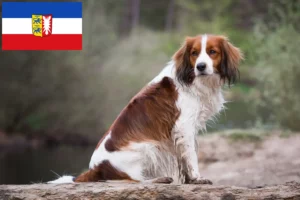 Read more about the article Dutch Kooikerhondje breeders and puppies in Schleswig-Holstein