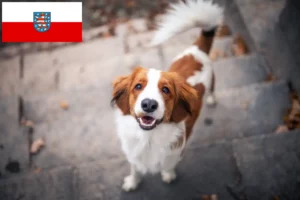 Read more about the article Dutch Kooikerhondje breeders and puppies in Thuringia