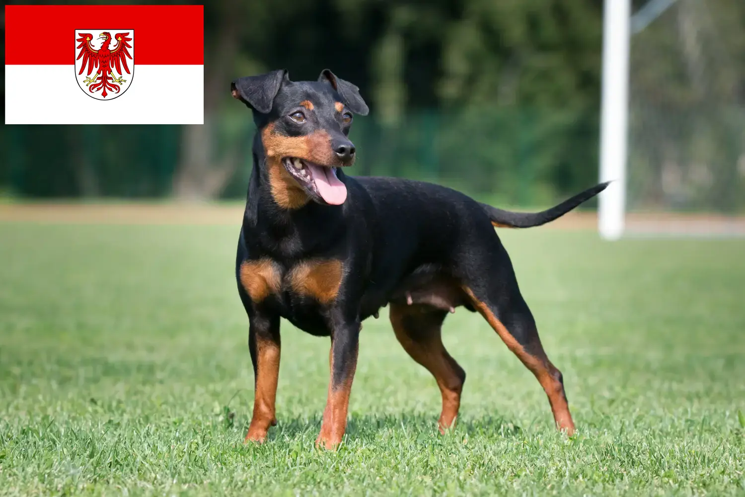 Read more about the article Miniature Pinscher breeders and puppies in Brandenburg