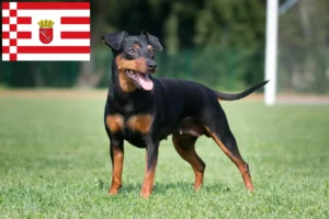 Read more about the article Miniature Pinscher breeder and puppies in Bremen