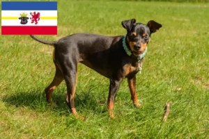 Read more about the article Miniature Pinscher breeders and puppies in Mecklenburg-Vorpommern
