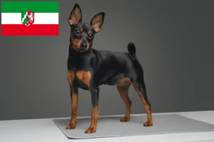 Read more about the article Miniature Pinscher breeders and puppies in North Rhine-Westphalia