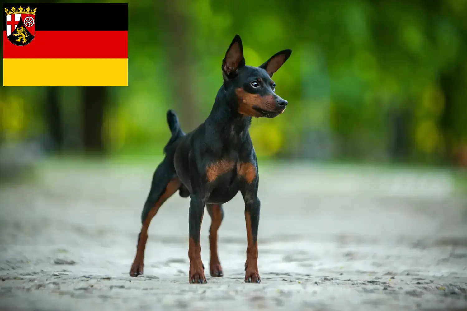 Read more about the article Dwarf Pinscher breeders and puppies in Rhineland-Palatinate