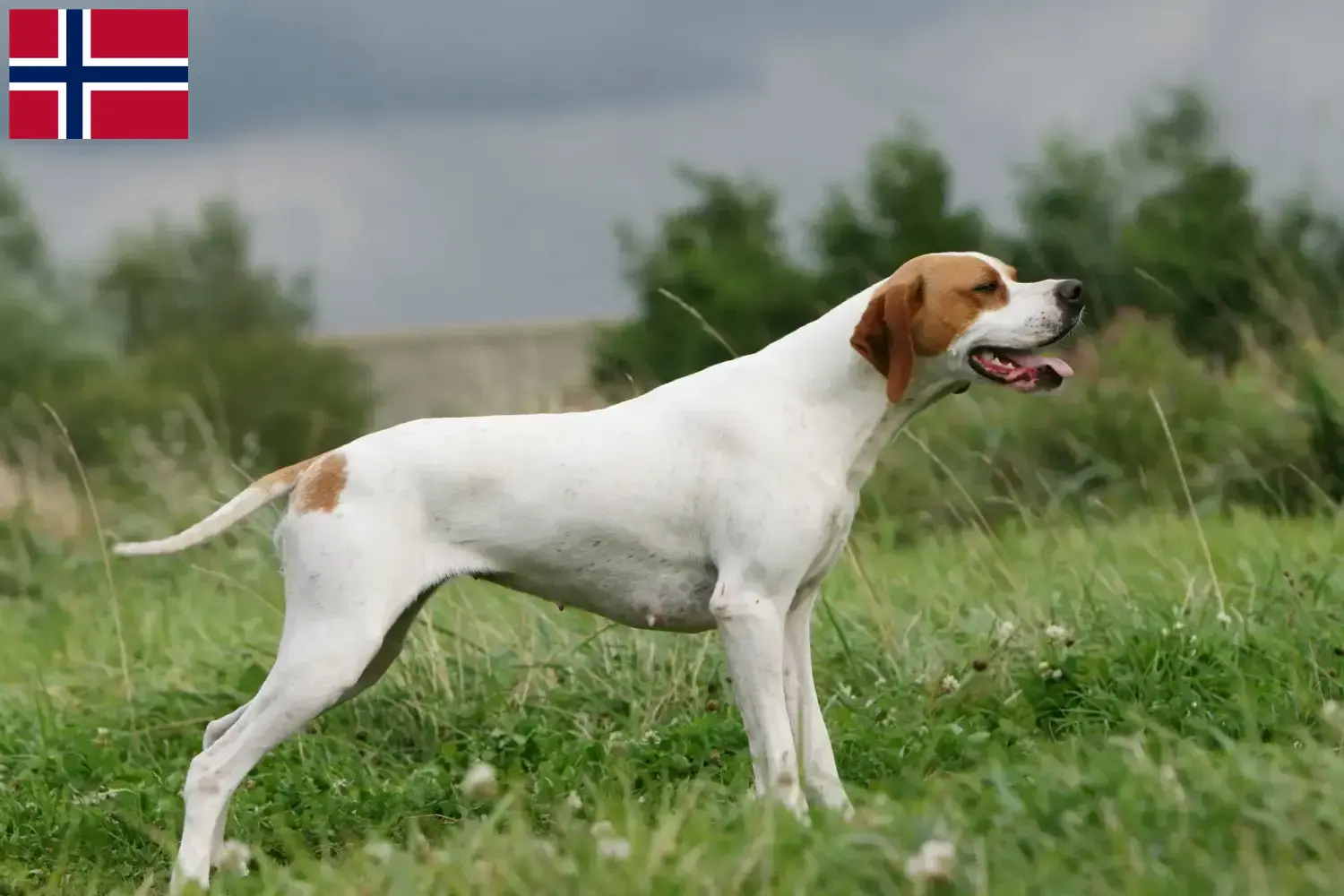 Read more about the article English Pointer breeders and puppies in Norway