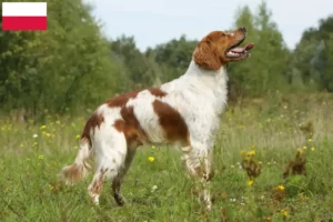 Read more about the article Epagneul Breton breeders and puppies in Poland