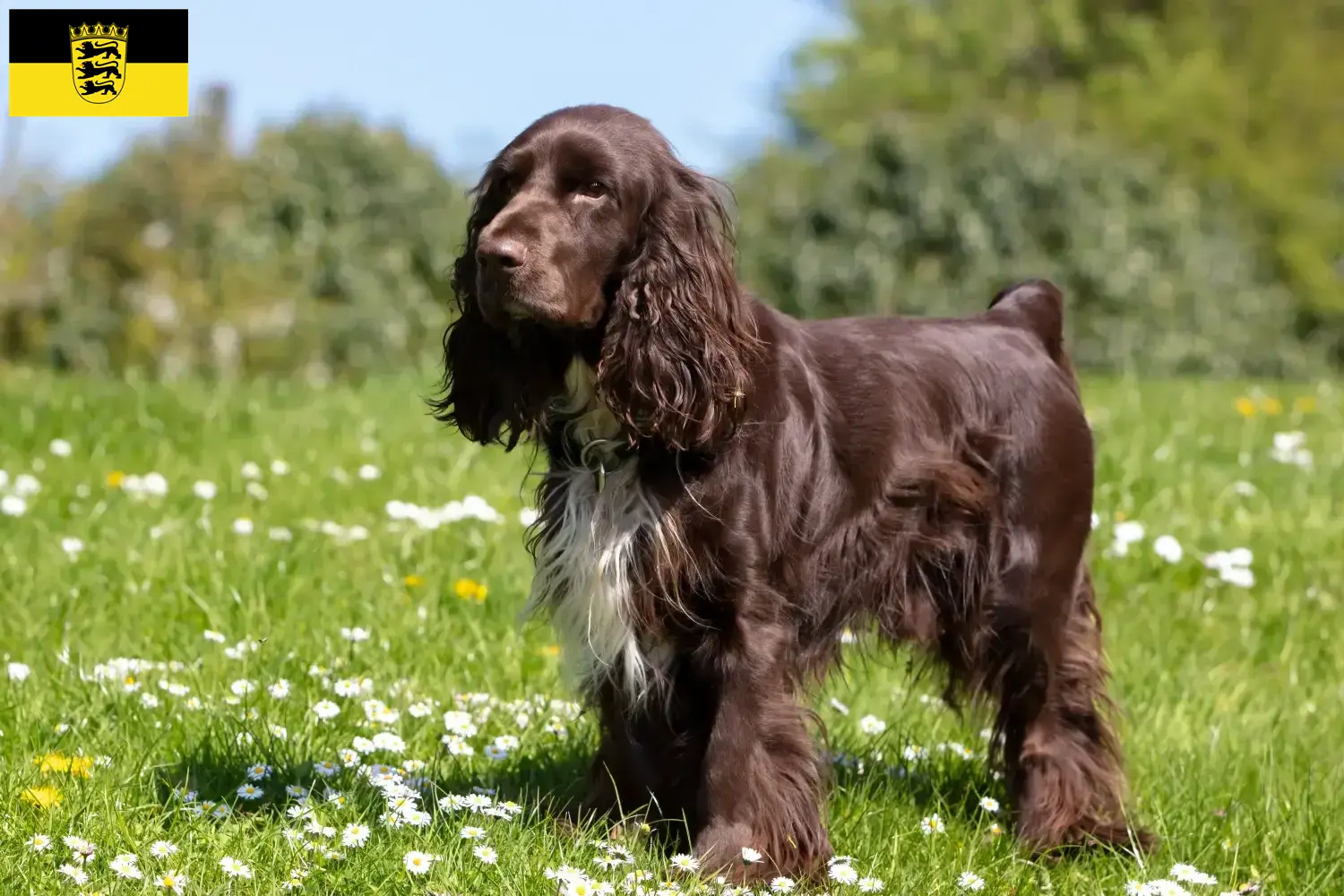 Read more about the article Field Spaniel breeders and puppies in Baden-Württemberg