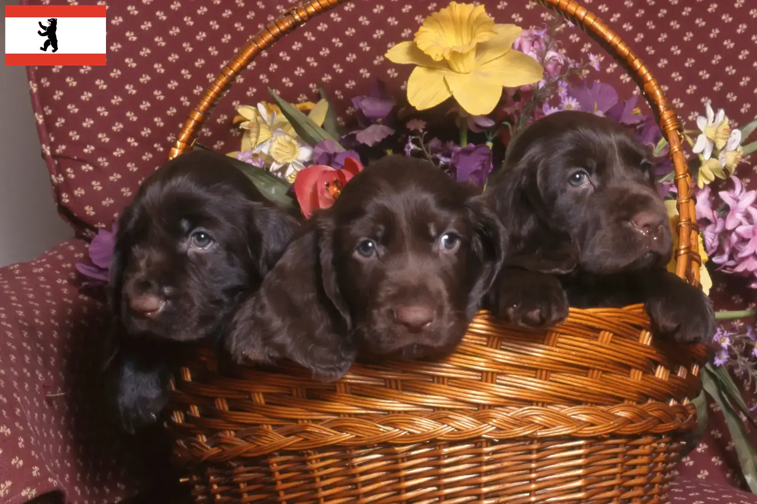 Read more about the article Field Spaniel breeders and puppies in Berlin