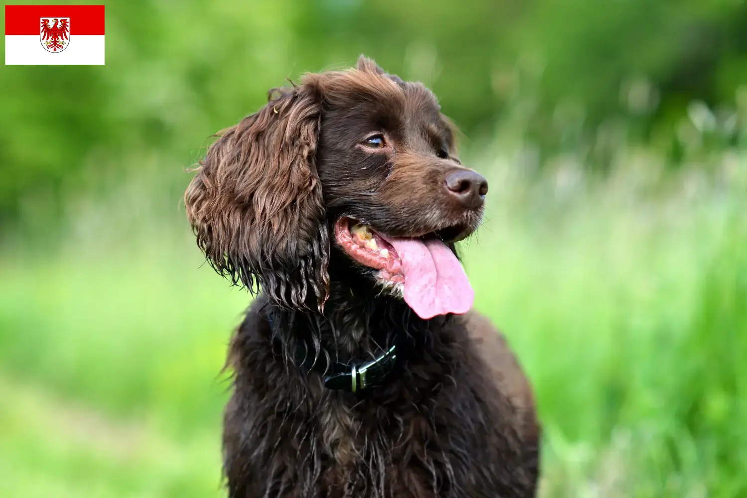 Read more about the article Field Spaniel breeders and puppies in Brandenburg