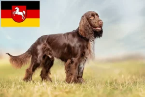 Read more about the article Field Spaniel breeders and puppies in Lower Saxony