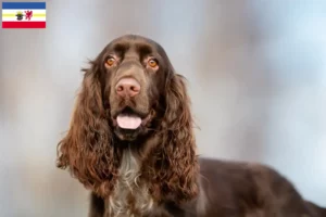 Read more about the article Field Spaniel breeders and puppies in Mecklenburg-Vorpommern