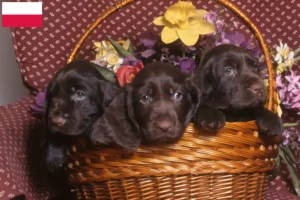 Read more about the article Field Spaniel breeders and puppies in Poland