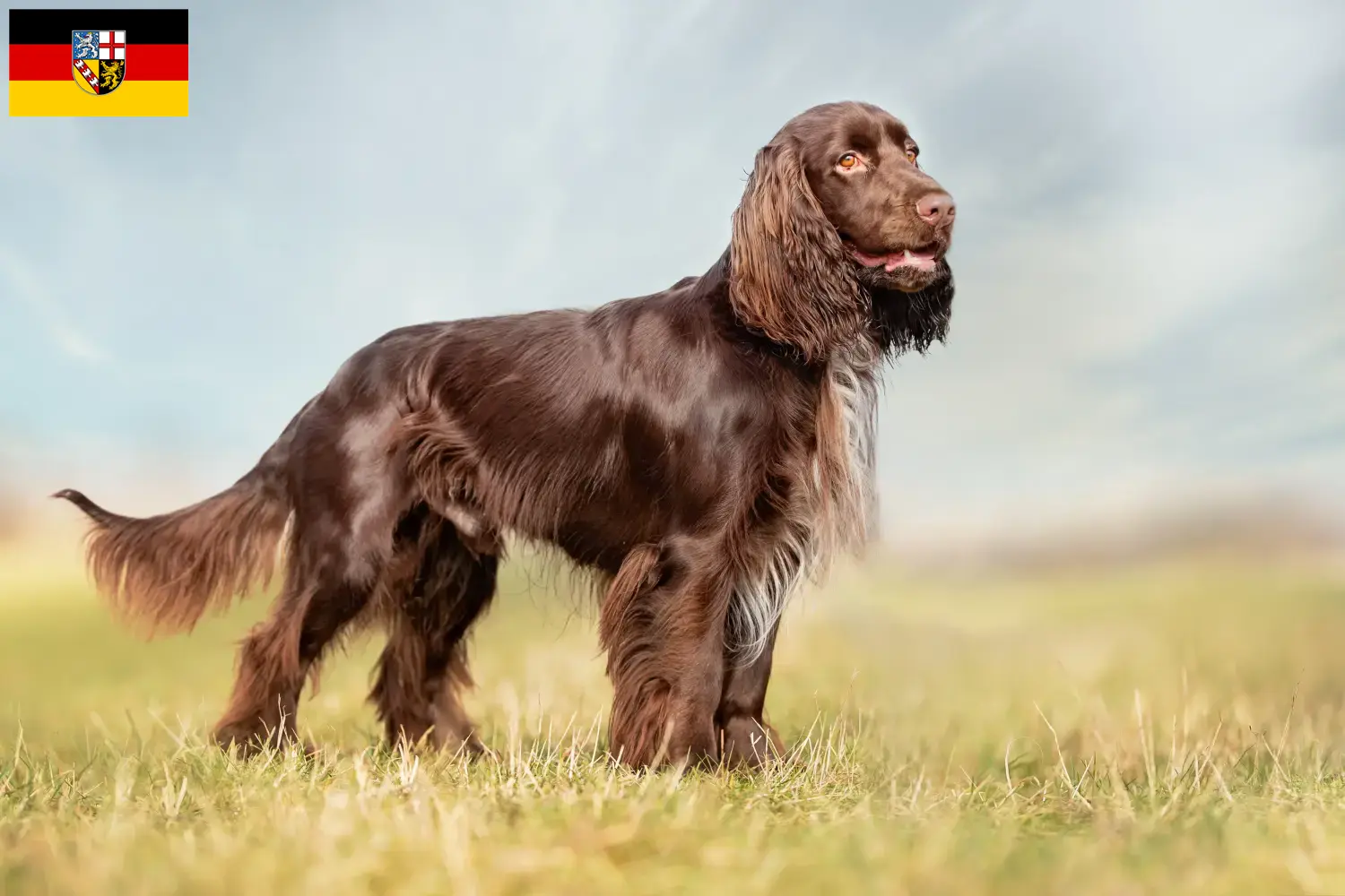 Read more about the article Field Spaniel breeders and puppies in Saarland