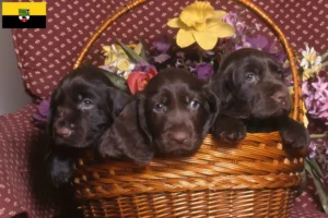 Read more about the article Field Spaniel breeders and puppies in Saxony-Anhalt