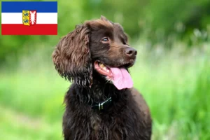 Read more about the article Field Spaniel breeders and puppies in Schleswig-Holstein