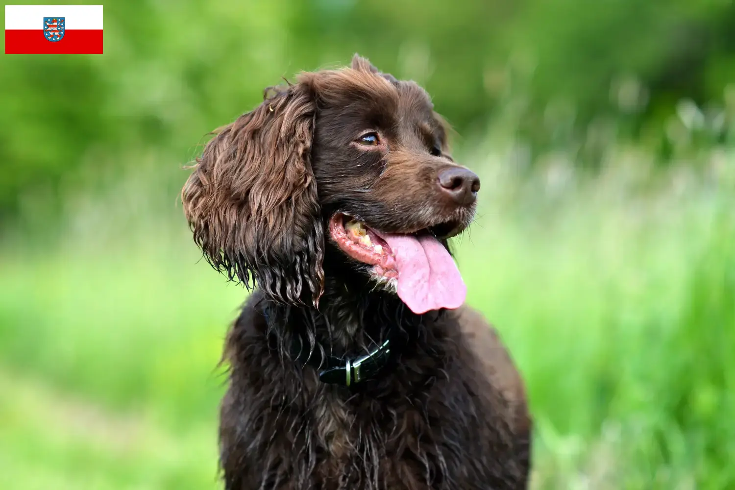 Read more about the article Field Spaniel breeders and puppies in Thuringia