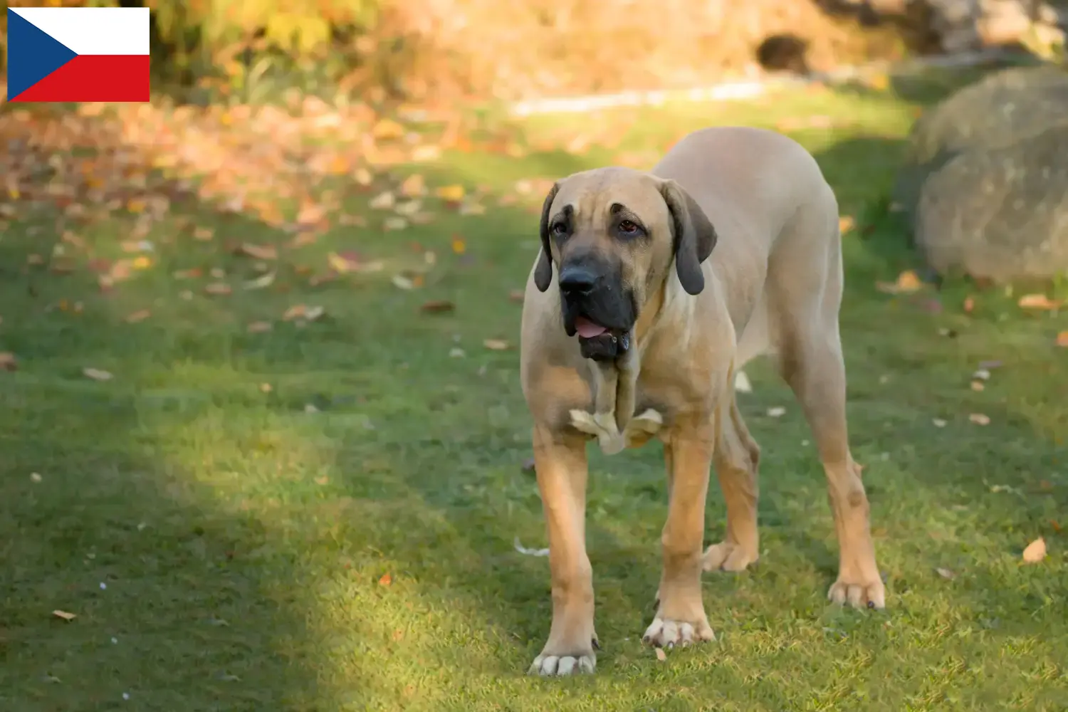 Read more about the article Fila Brasileiro breeders and puppies in the Czech Republic