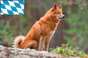 Read more about the article Finnenspitz breeders and puppies in Bavaria