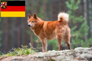 Read more about the article Finnenspitz breeders and puppies in Rhineland-Palatinate
