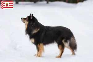 Read more about the article Finnish Lapphund breeder and puppies in Bremen