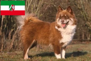 Read more about the article Finnish Lapphund breeders and puppies in North Rhine-Westphalia