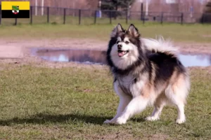 Read more about the article Finnish Lapphund breeders and puppies in Saxony-Anhalt